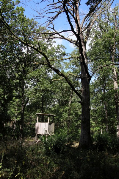 Ribbecker Heide