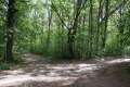 Waldwegkreuzung