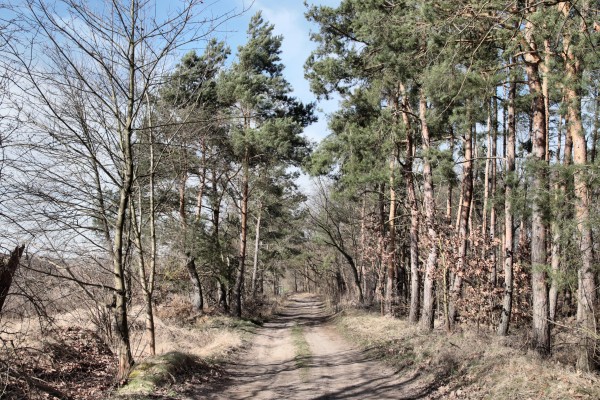 Döberitzer Weg