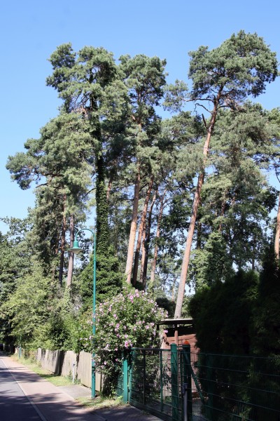 Brandenburgische Straße