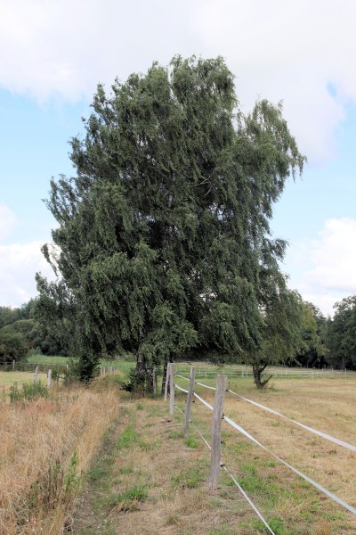 Wiesenweg