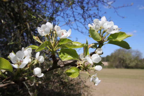 Apfelblüten