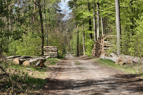 Waldweg