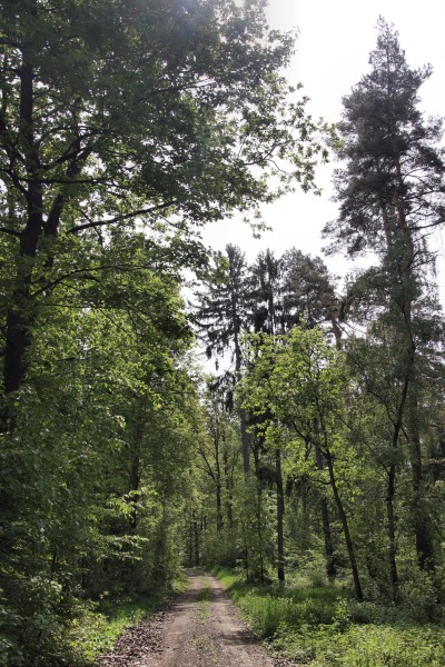 Waldweg