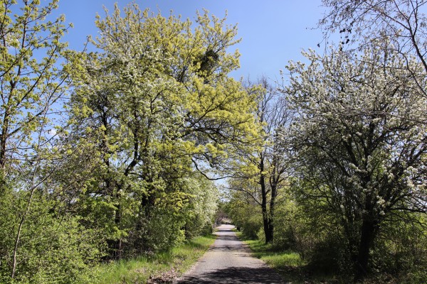 Werneuchener Straße