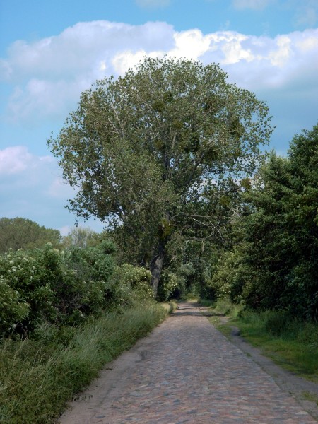 Dyrotzer Weg